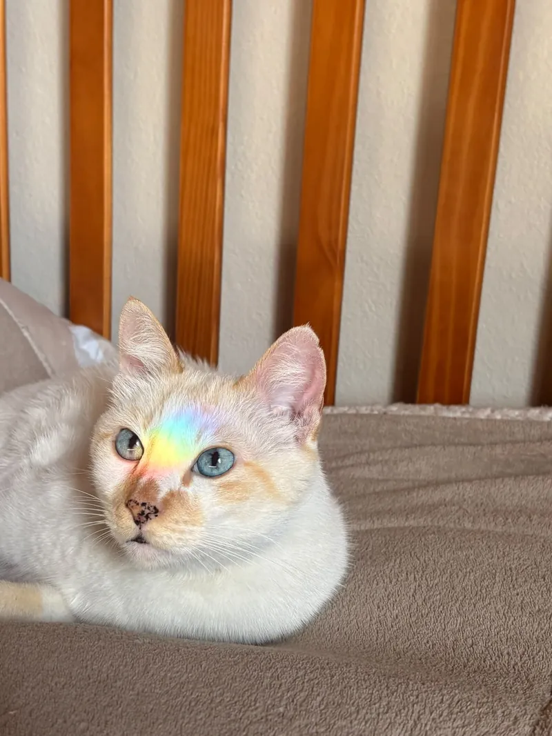 Gato branco deitado